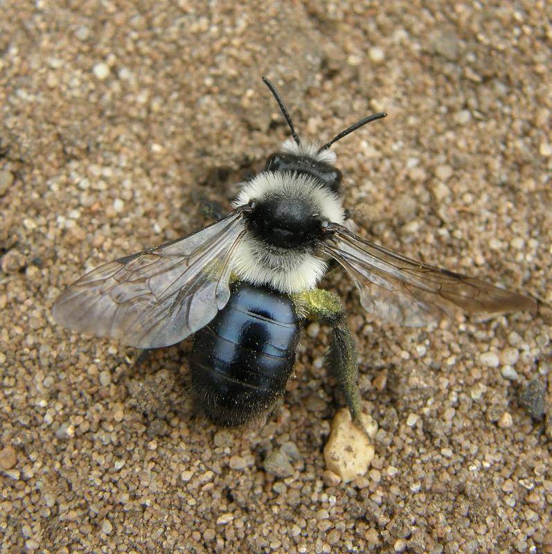 Как избавиться от земляных пчел?