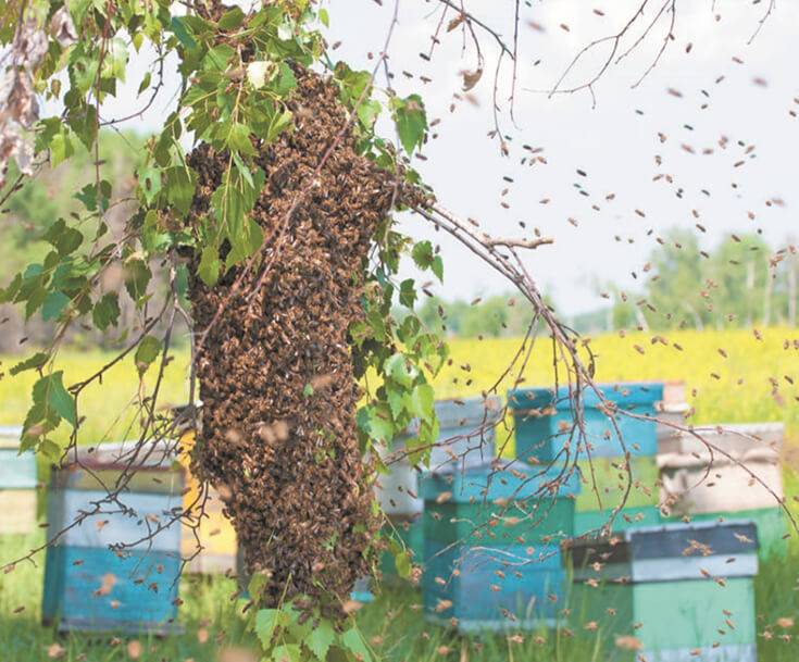 Как избежать роения пчёл в пчеловодстве: роение как усиление пасечного хозяйства