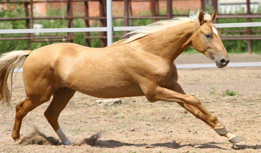 ᐉ лошадь серовато-сизой масти: описание окраса - zooon.ru