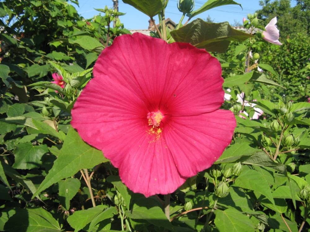 О цветке садовом гибискус (китайская роза): уличный уход за растением