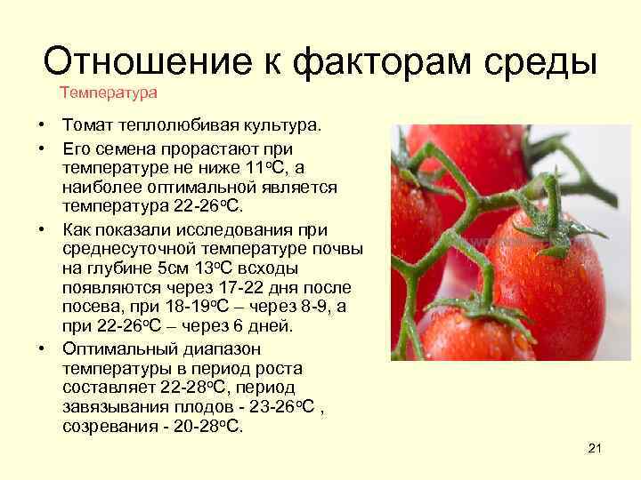 Минимальная температура для рассады томатов - в рассаде