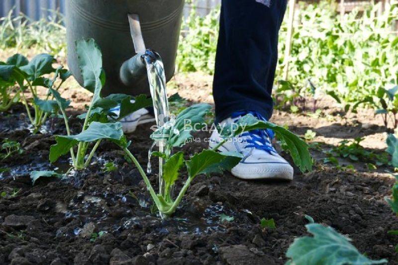 Как поливать рассаду капусты: пошаговая инструкция
