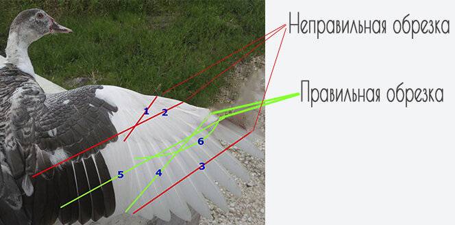 Как правильно подрезать крылья курице, чтобы она не летала: необходимые инструменты, техники обрезания и безопасности