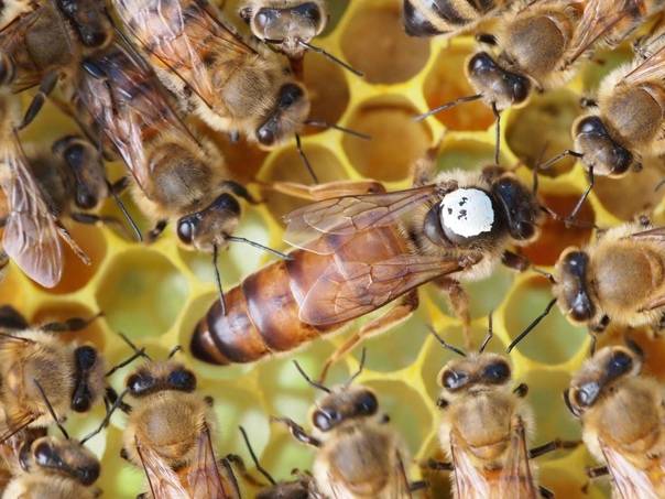 Пчелы бакфаст: описание породы, преимущества, фото, видео