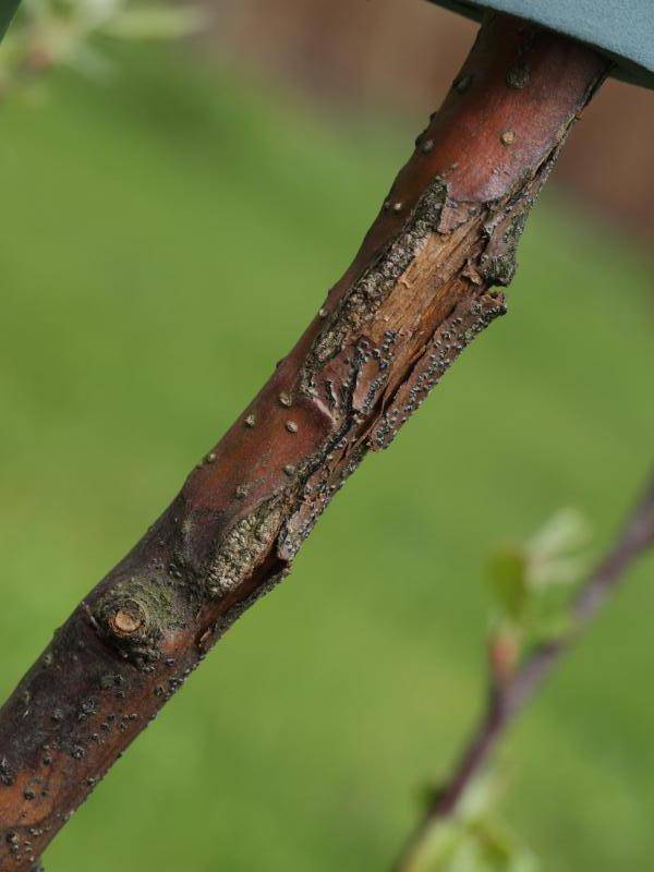 Цитоспороз - почему трескается и лопается кора на яблонях, что делать и как вылечить на стволе летом