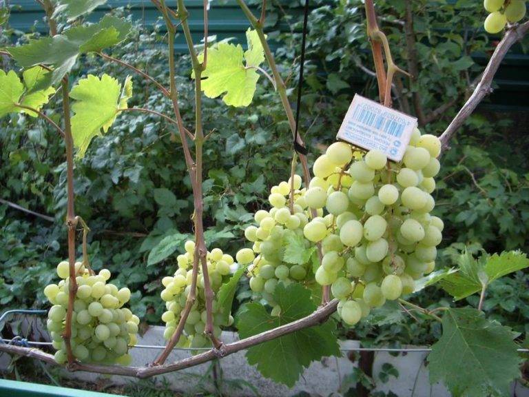 Сорт винограда «восторг» мускатный: описание растения, достоинства и недостатки, описание гроздьев винограда