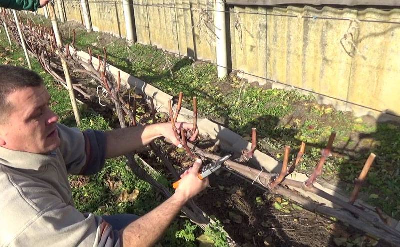 Виноград в башкирии: посадка и уход, особенности выращивания для начинающих