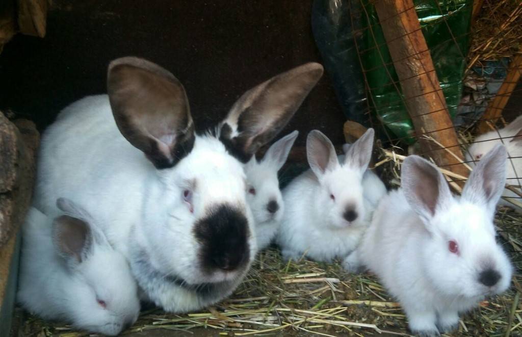 Как происходят роды у кроликов?