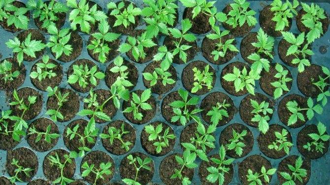✅ вырастить малину из семян в домашних условиях - питомник46.рф