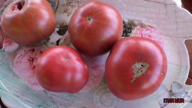 Томат черный бизон: описание сорта, фото, отзывы
