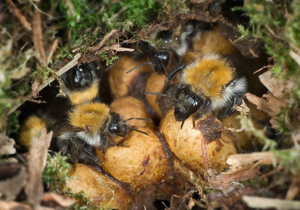 Земляные пчелы: виды, как забрать мед, укус, нужно ли от них избавляться? | пчелы | пчеловод.ком