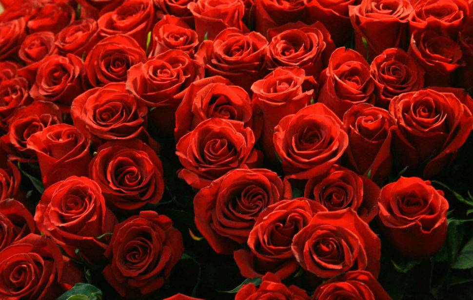 О бордовых розах: характеристики самых лучших темно-красных сортов роз