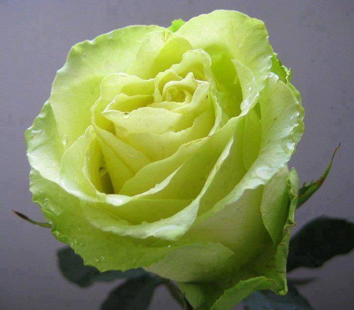 Зеленая роза — сортовое разнообразие, какие бывают