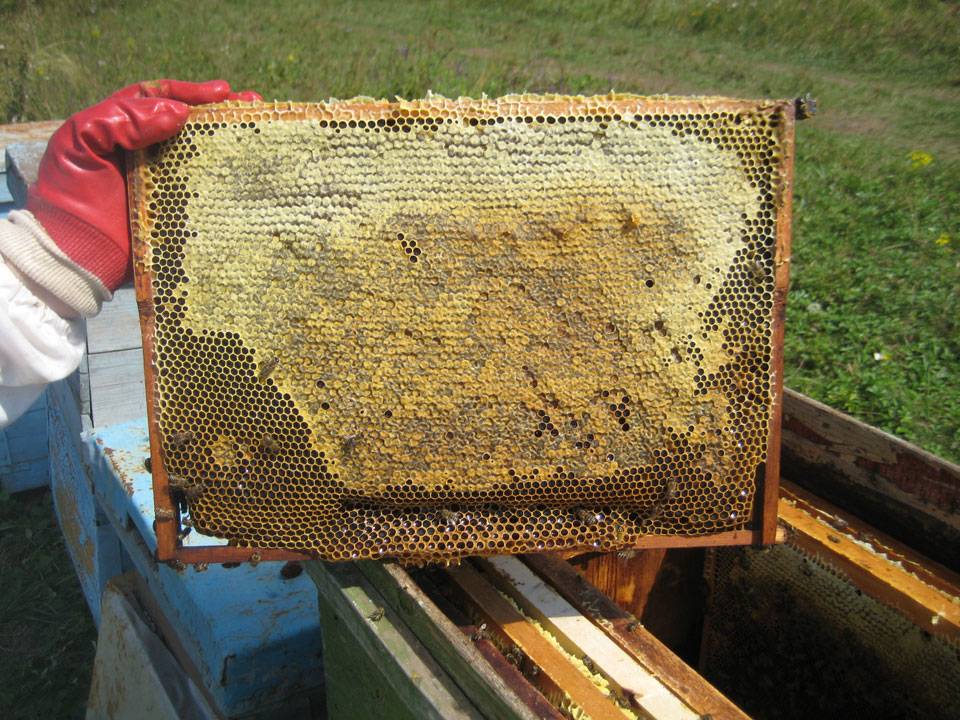 Мед в сотах: польза и вред, как едят, можно ли глотать воск, как хранить