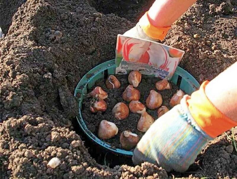 Можно посадить луковицы тюльпанов весной. Посадка луковичных в корзины. Корзинки для посадки луковичных в открытый грунт. Посадка тюльпанов в корзины. Корзинки для тюльпанов для посадки.