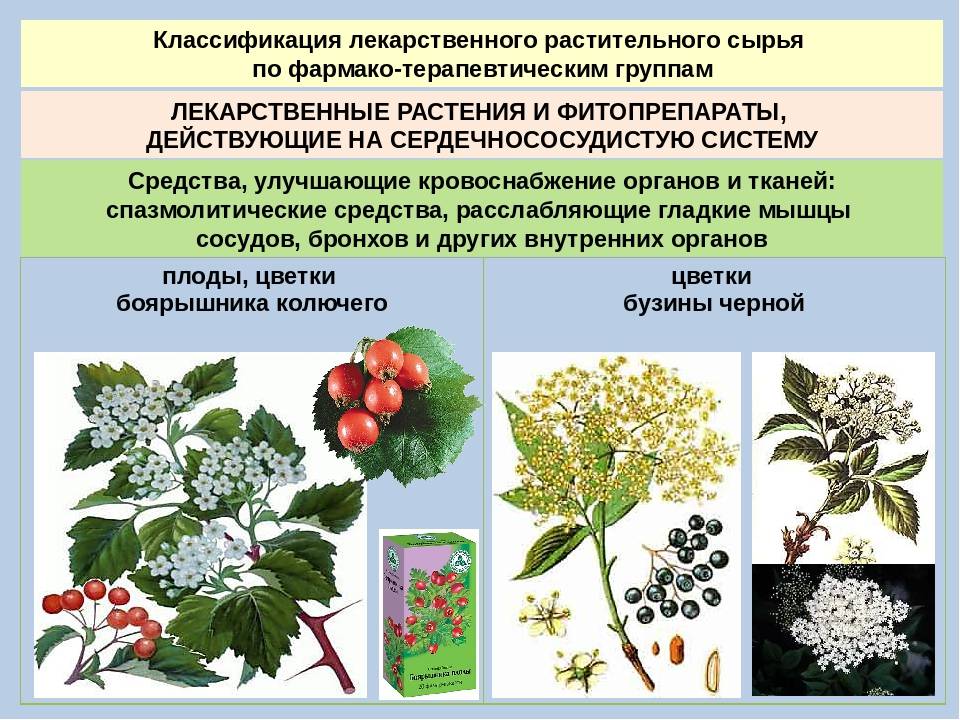 Сырье каких лекарственных растений. Классификация лечебных растений. Лекарственные растения. Лечебные растения. Классификация лечебных трав.