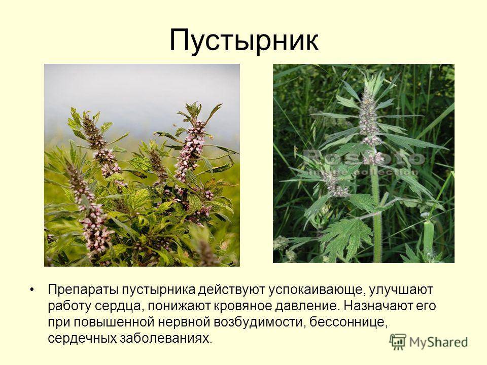 Пустырник трава: лечебные свойства и противопоказания, как выглядит пустырник + фото растения