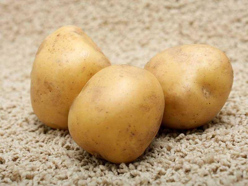 ✅ мондео: описание семенного сорта картофеля, характеристики, агротехника