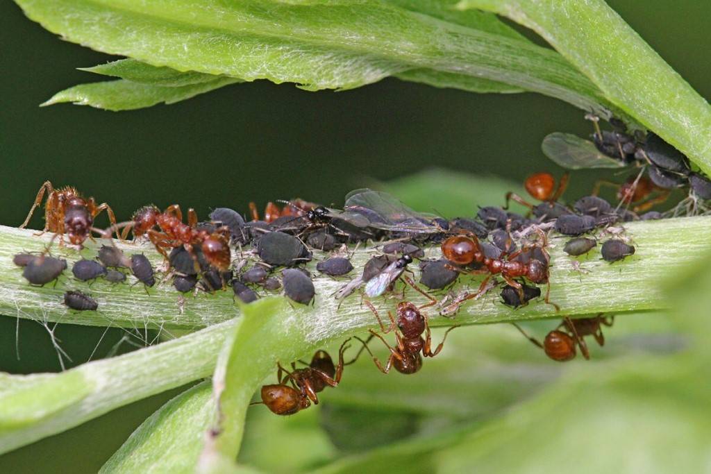 Как избавиться от муравьев на смородине: народные способы и средства как навсегда избавиться от насекомых (95 фото)