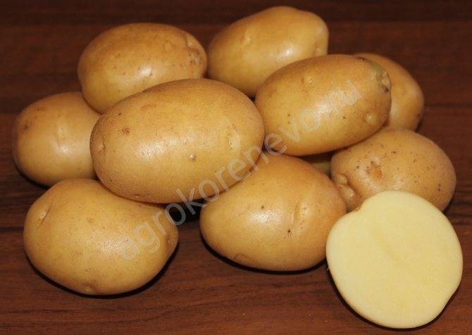 Картофель никулинский: описание сорта, урожайность, отзывы и фото