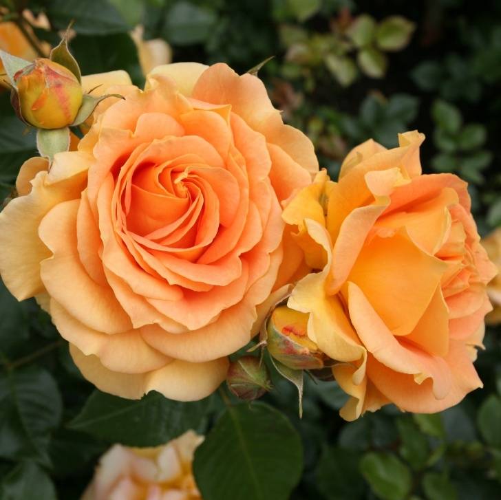 Ашрам роза - описание и характеристики сорта, как вырастить в своем саду, рекомендации | розоцвет