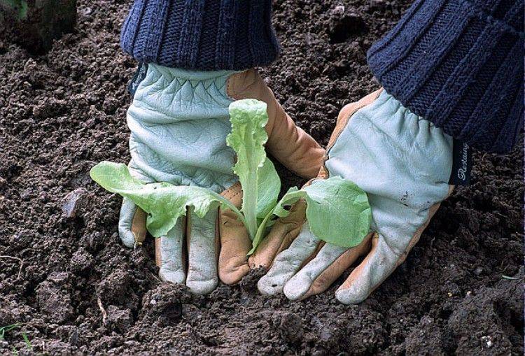 Все о времени высадки салата в открытом грунте весной: какие сорта высаживать
