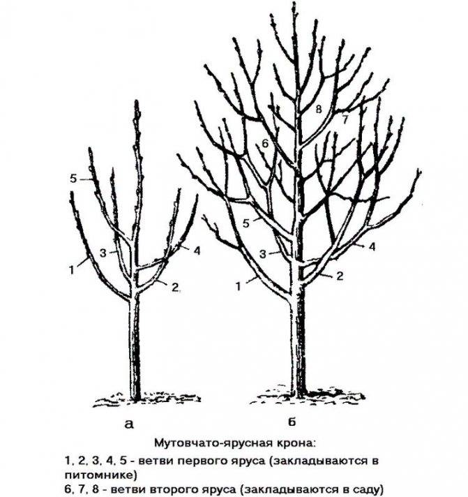Как пересадить взрослую яблоню, если при посадке была заглублена корневая шейка на supersadovnik.ru