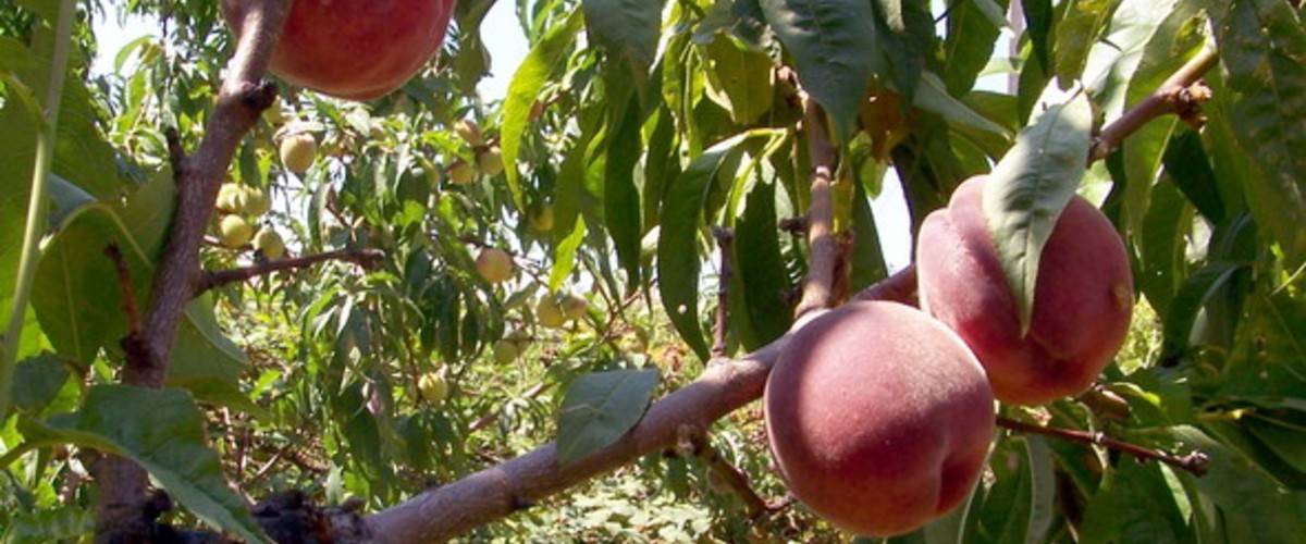 Абхазия: календарь фруктов и лакомств