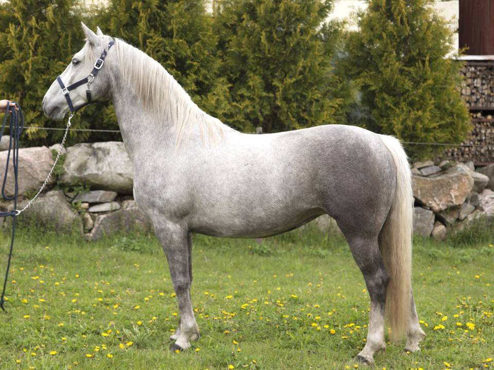 Тинкер (цыганская упряжная лошадь, ирландский коб): описание породы с фото, условия содержания