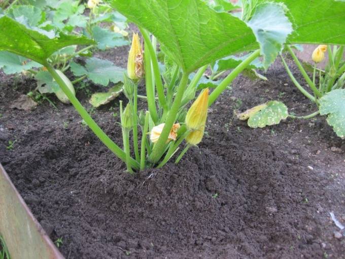Правила посадки и выращивания тыквы и кабачка в открытом грунте — когда сажать кабачки и тыкву