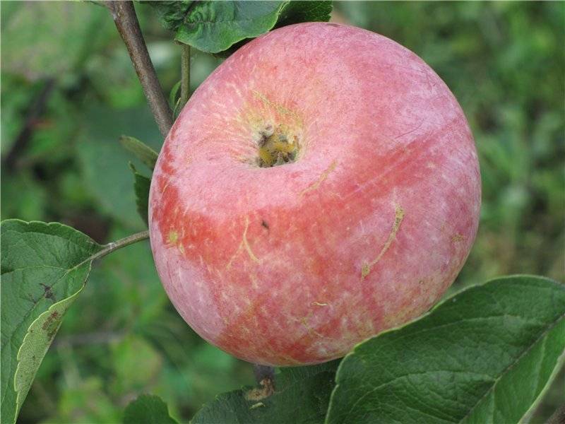 Описание сорта яблони пепин шафранный: фото яблок, важные характеристики, урожайность с дерева