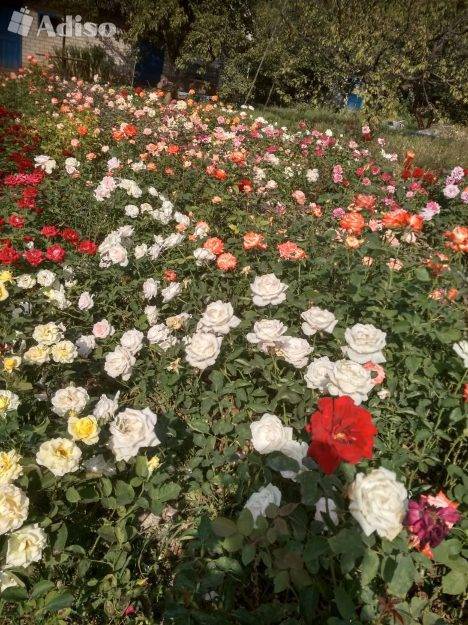 Как посадить саженцы розы: подготовка и посадка саженцев роз в открытый грунт