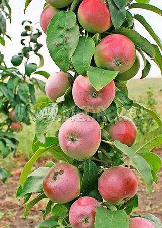 Колоновидная яблоня васюган: описание, опылители, фото и отзывы