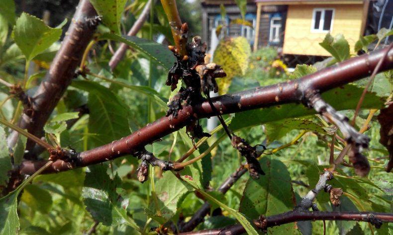 Монилиоз вишни – как лечить болезнь