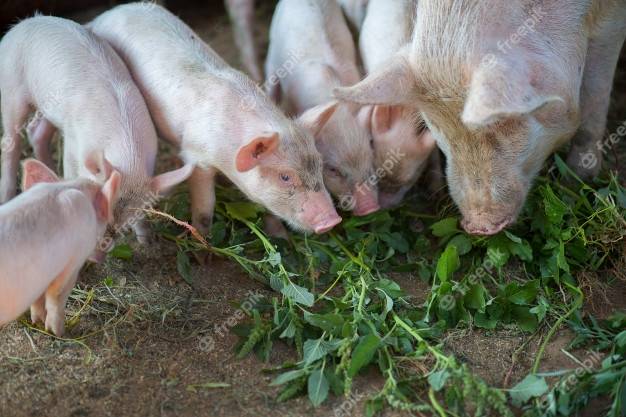 Какой травой можно кормить поросят и свиней: с какого возраста можно давать