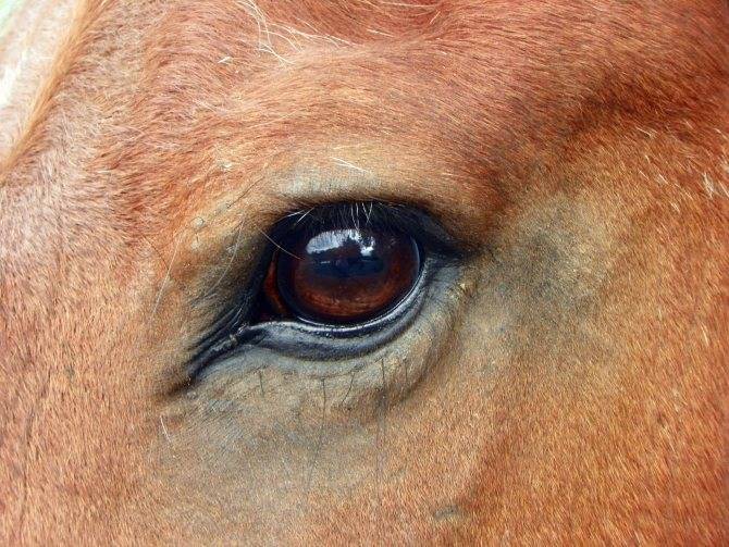 Глаз лошади: расположение, фокусировка, глазомер