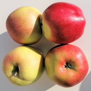 Особенности выращивания яблони сорта «лигол»