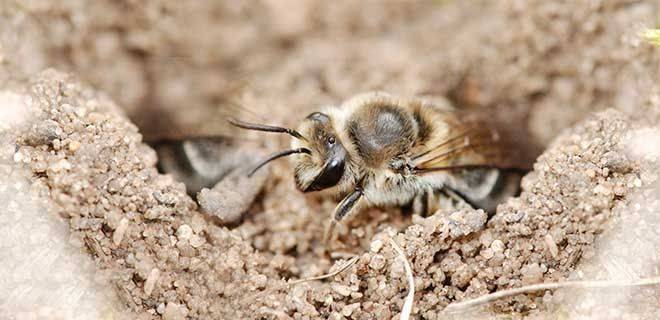 Земляная пчела: описание, методы борьбы, интересные факты
