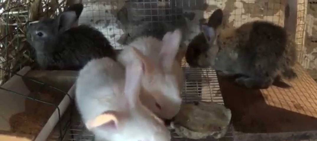 В каком возрасте отсаживают крольчат от крольчихи, от чего это зависит, чем их кормить