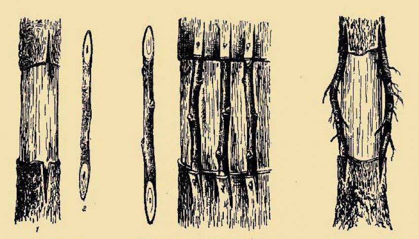 Прививка мостиком на яблоне. Прививка мостиком плодовых деревьев. Прививка черенков мостиком. Прививка мостиком схема. Прививание яблони мостиком.