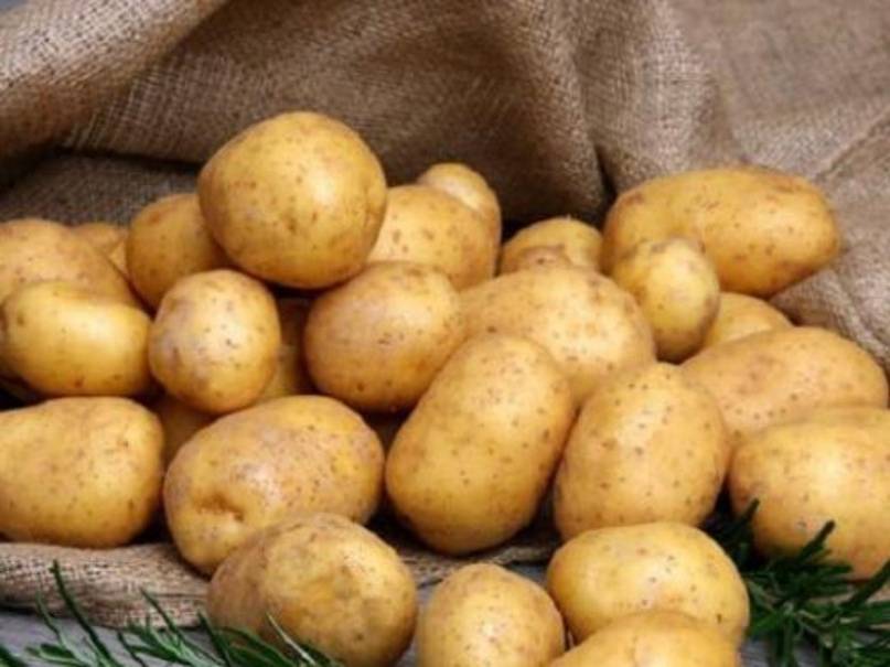 О картофеле Елизавета: описание сорта, характеристики, агротехника