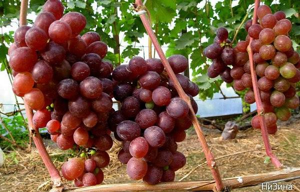 Виноград низина: описание сорта