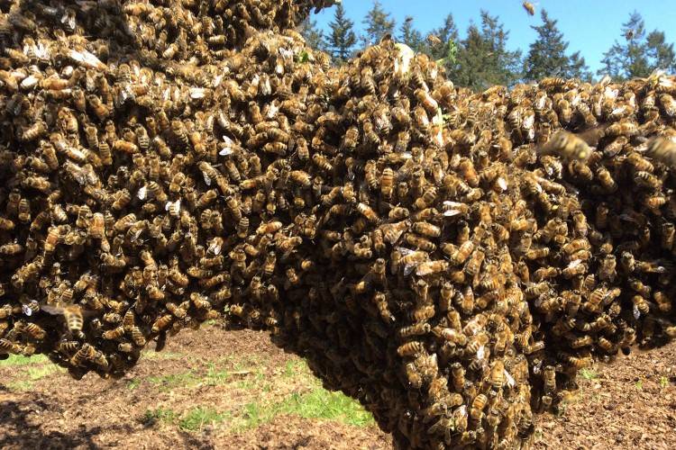 Рой пчел, как поймать? советы пчеловодов по отлову роя пчел в приманки и ловушки