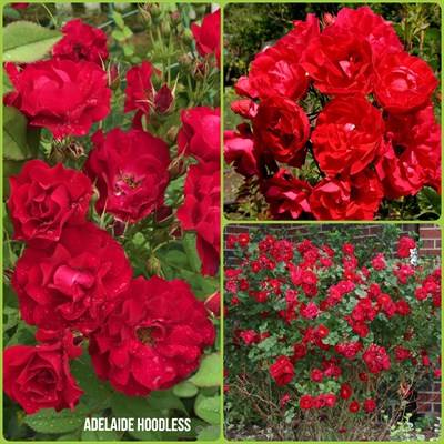 О розе adelaide hoodless: описание и характеристики, выращивание канадской розы