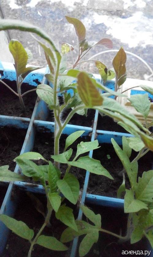 Почему у рассады помидоров фиолетовые листья снизу и стебель – что делать, чем подкормить : гбу рк "крымский информационно-консультационный центр агропромышленного комплекса"