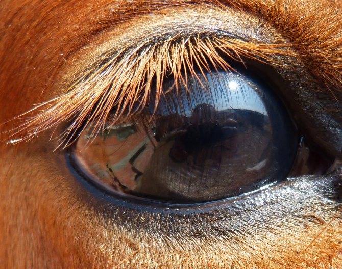 Зрение лошади: как она видит мир и почему нам важно это понимать?
