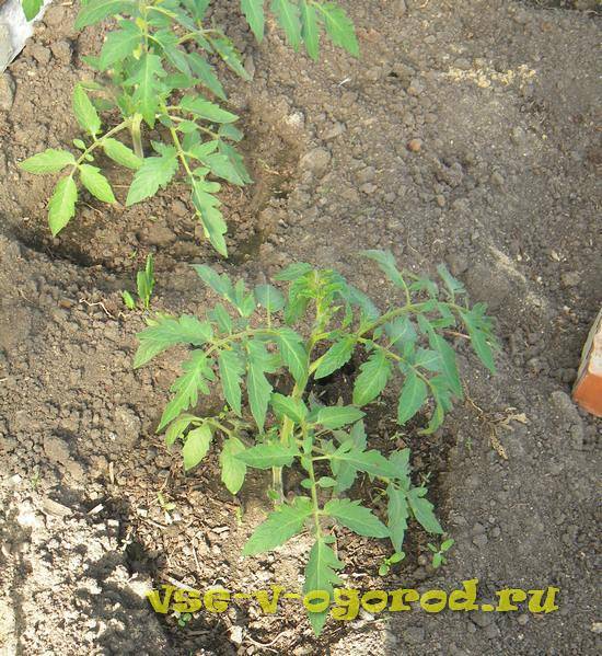 Посадка и выращивание помидор в открытом грунте: лучшие сорта, пересадка рассады помидор в открытый грунт, уход