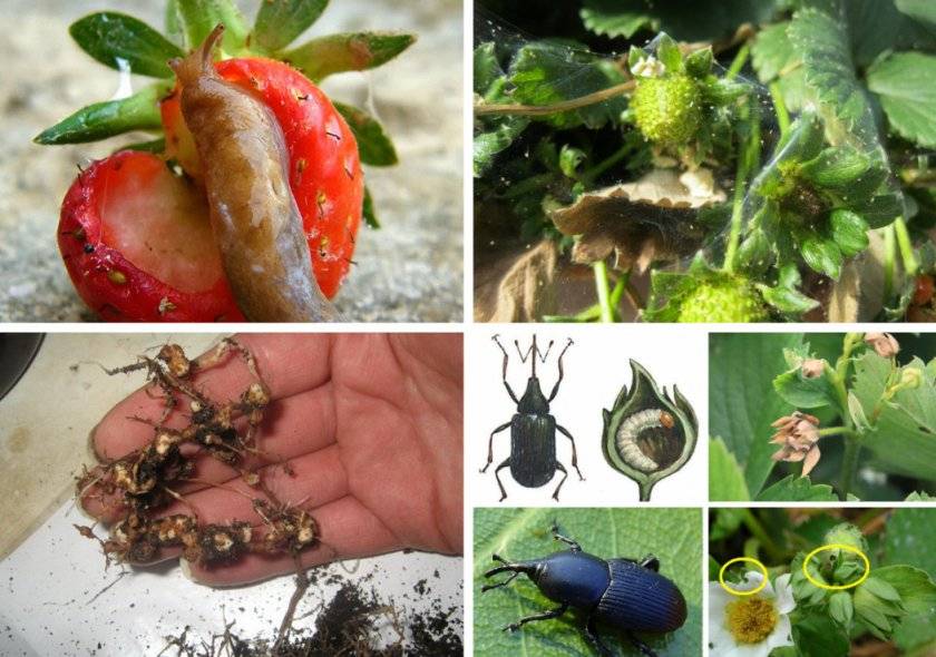 Вредители клубники - обзор основных вредителей и советы садоводов по их уничтожению (120 фото)