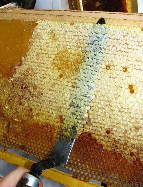 Что такое пчелиный забрус [применение.состав] польза для зубов - медовый сундучок