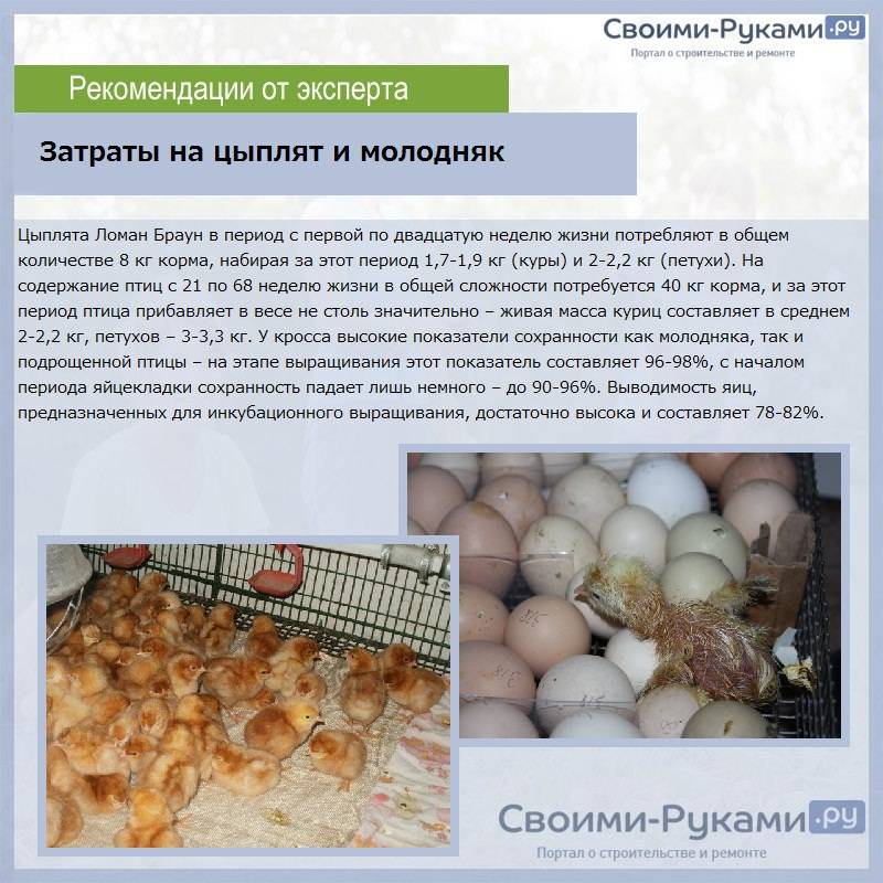 Чем пропаивать цыплят в первые дни: режим кормления